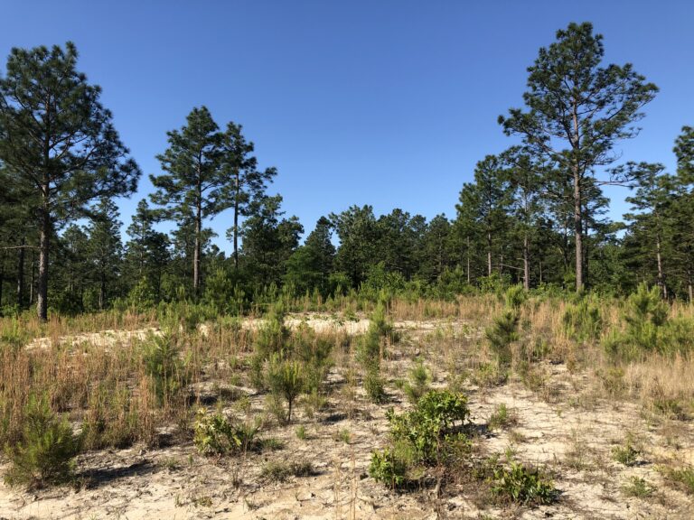 The Tree Farm Golf Club Rivers Barden Architects